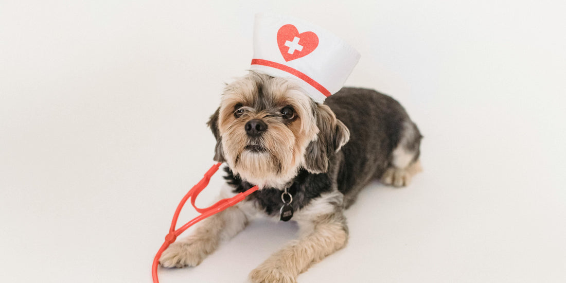 Ataques epilepsia perros: ¿cómo actuar sin perder la calma?