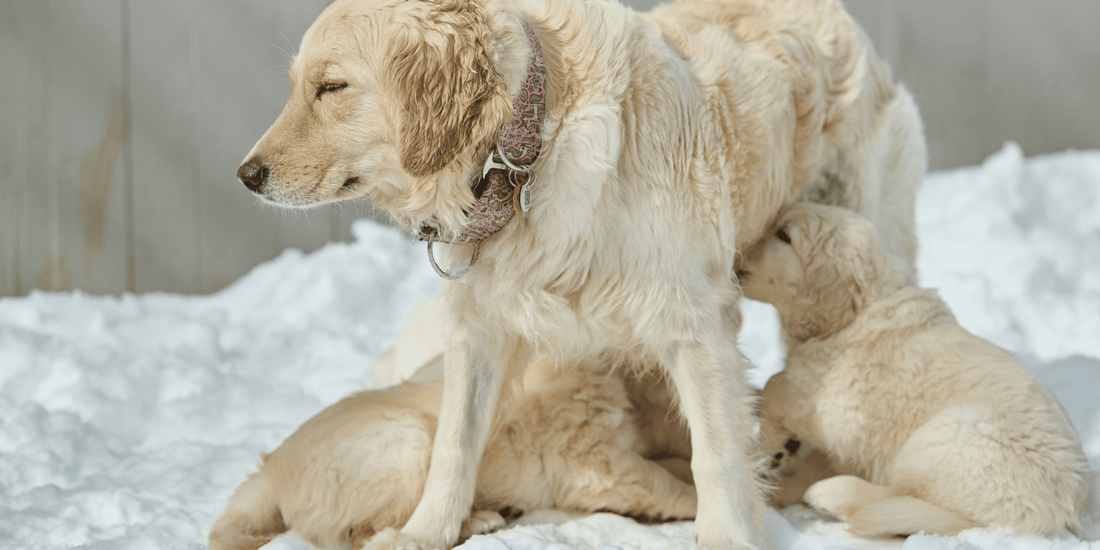 Embarazo psicológico en perros: causas, síntomas y tratamiento