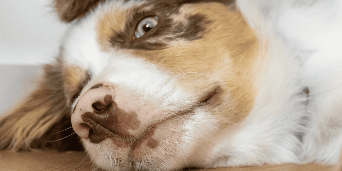 Perros y estornudo inverso: ¿qué recomiendan los especialistas?