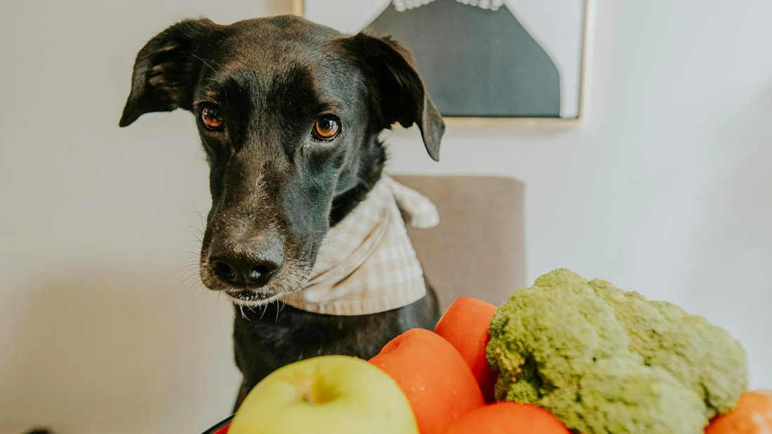 ¿Qué frutas y verduras pueden comer los perros? Guía completa para cuidar su salud