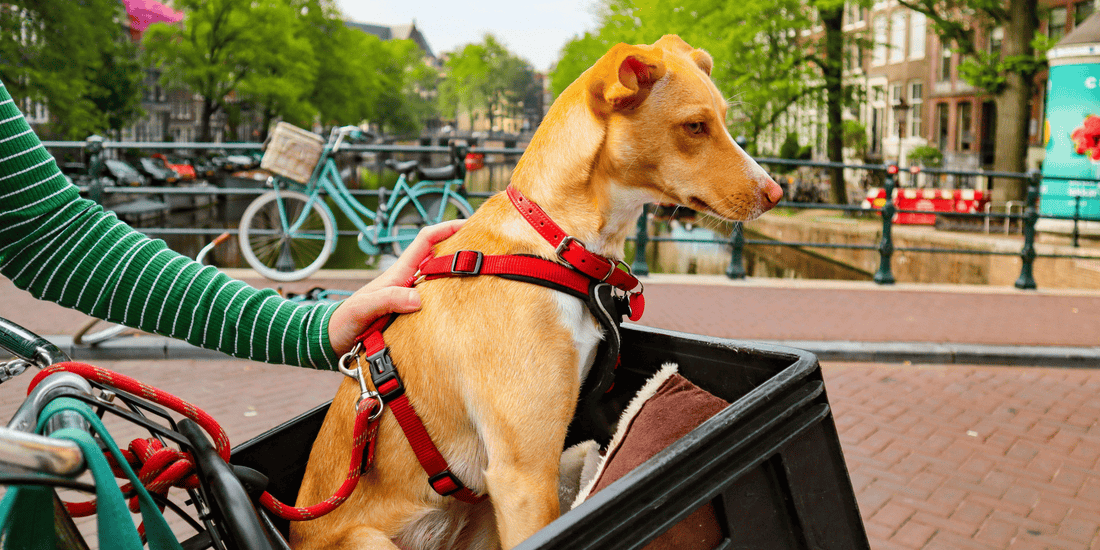 Tipos de arnés para perro: guía completa para cuidarlo mejor
