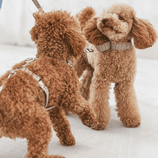 BdeBruno Arnés en H Romeo para perros