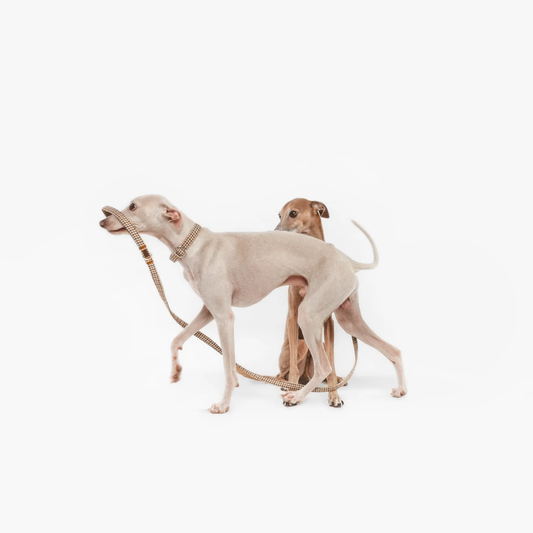 BdeBruno Correa Multi-Posición Romeo para perros