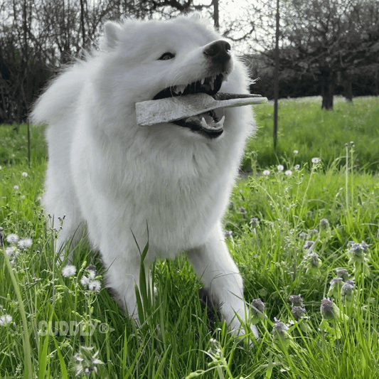 BEEZTEES Piel de Salmón XL 150 g para perros