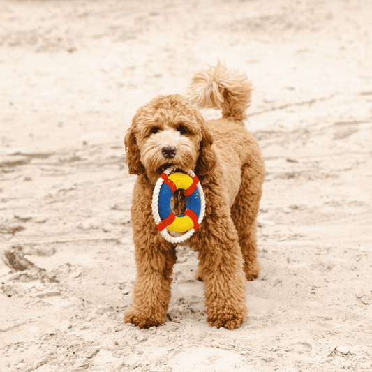 BEEZTEES Flotador Neopreno para perros