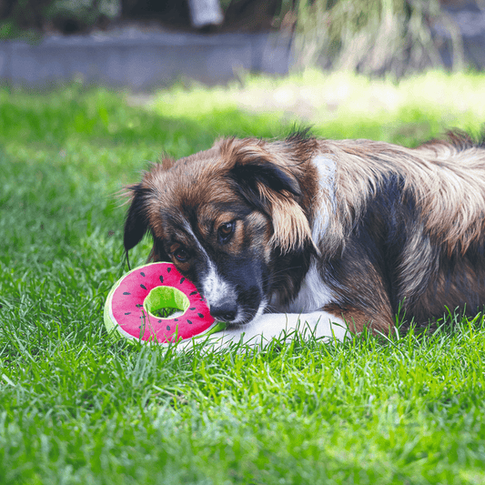 BEEZTEES Fruta con forma de Donut para perros