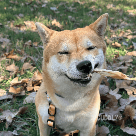 BEEZTEES Orejas de Conejo Infladas 100 g para perros