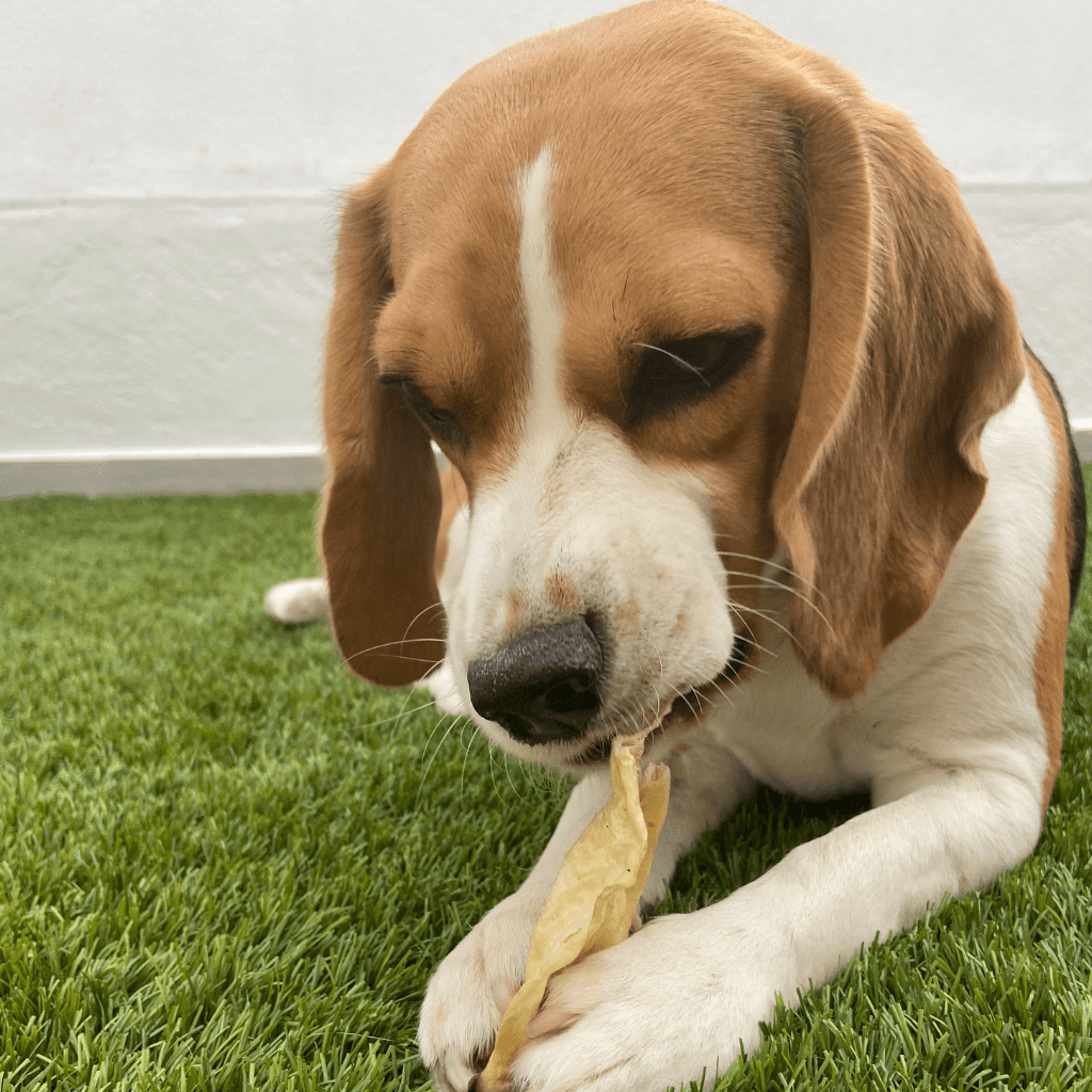 BEEZTEES Orejas de Cordero 40 g / 125 g para perros