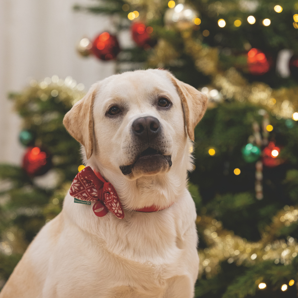 BEEZTEES Pajarita Navideña