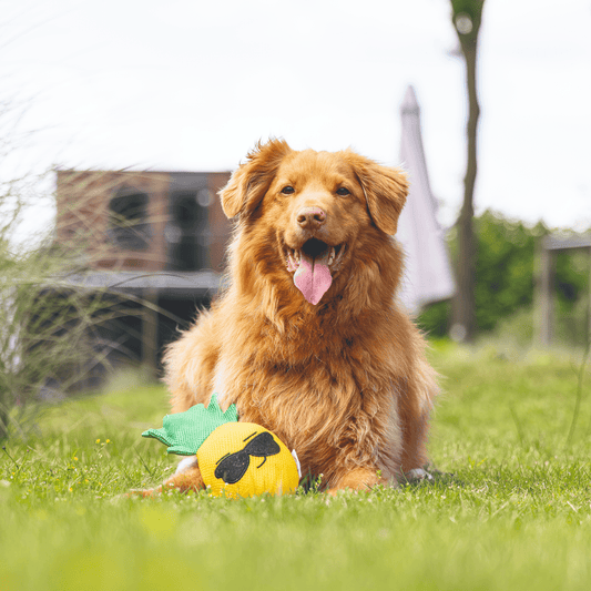 BEEZTEES Piña Flotante con Chirriador para perros