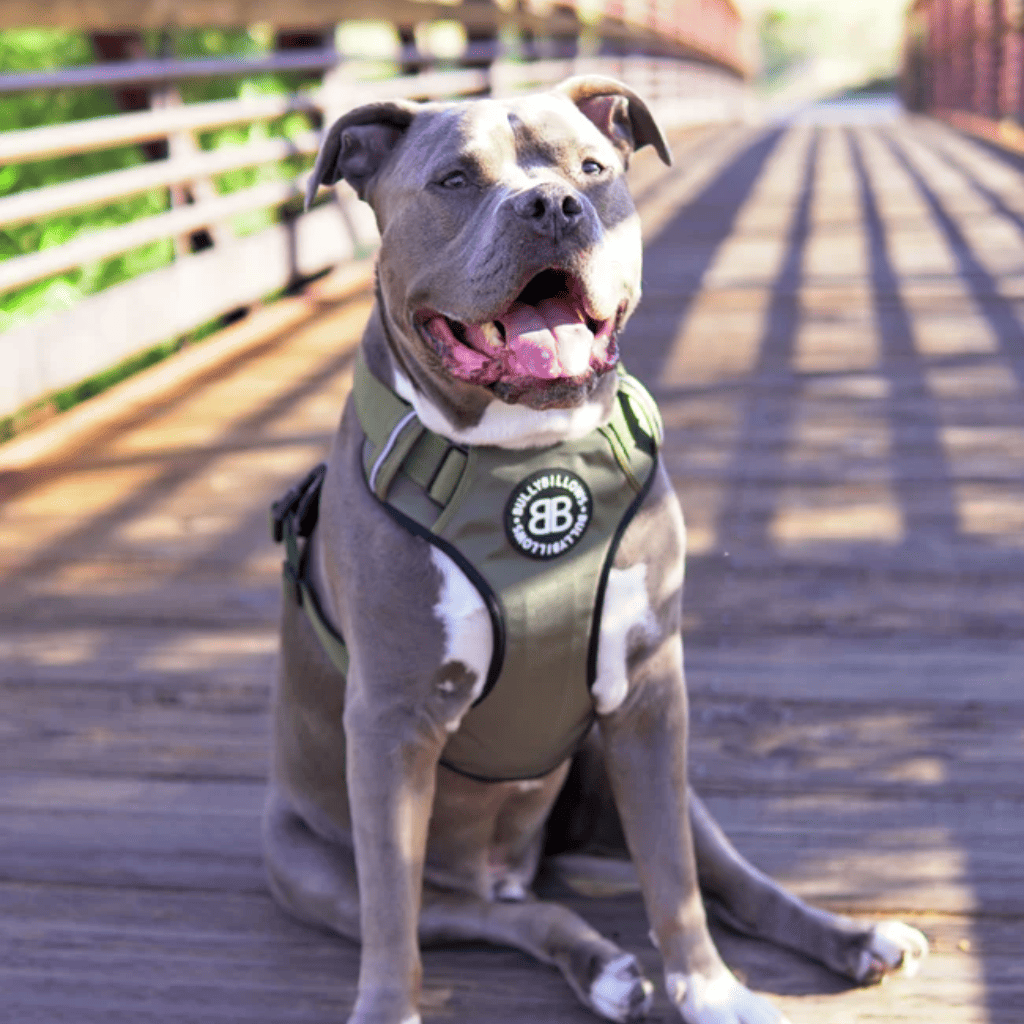 BULLYBILLOWS Arnés Premium Comfort - No Restrictivo y Ajustable Beige