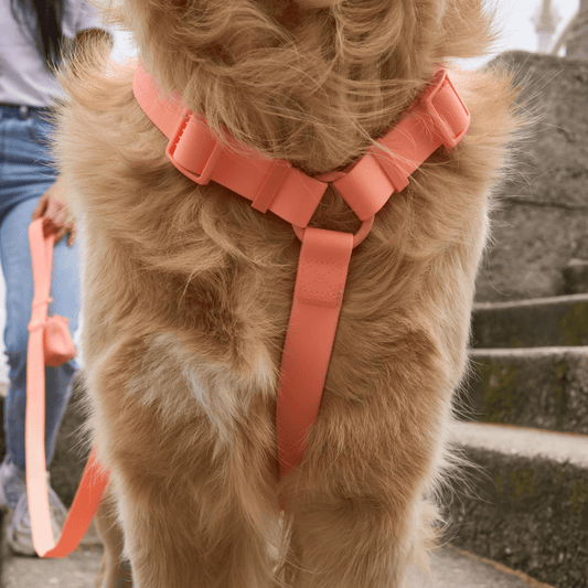 DUKIER Arnés Waterproof Coral para perros