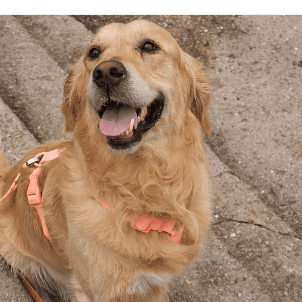 DUKIER Arnés Waterproof Coral para perros