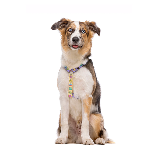 DUKIER Arnés Clásico Smiley para perros
