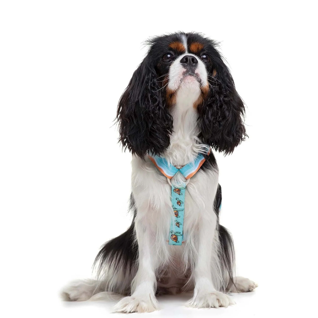 DUKIER Arnés Clásico Turtle para perros