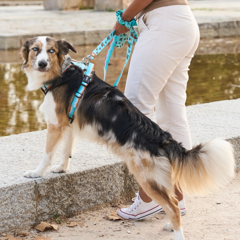 DUKIER Arnés Trail Turtle para perros