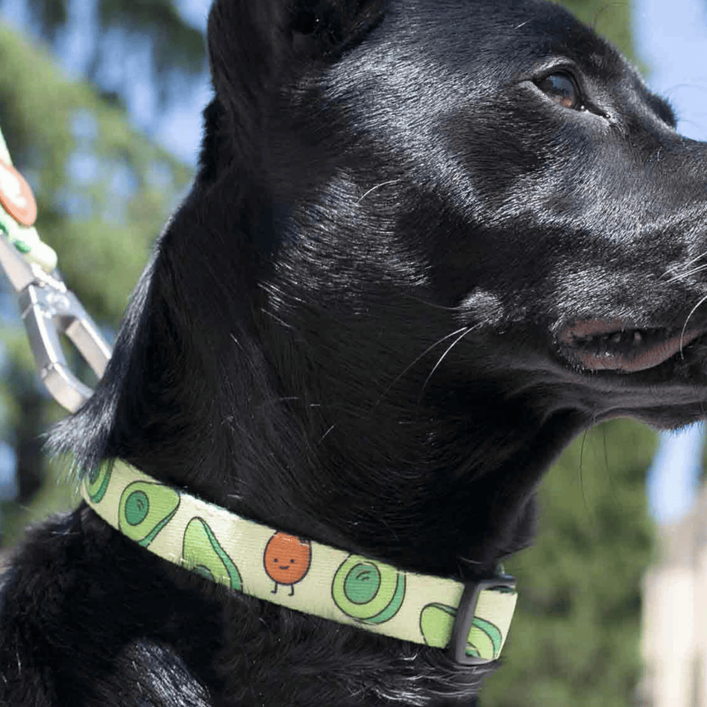 DUKIER Collar Avocado S para perros