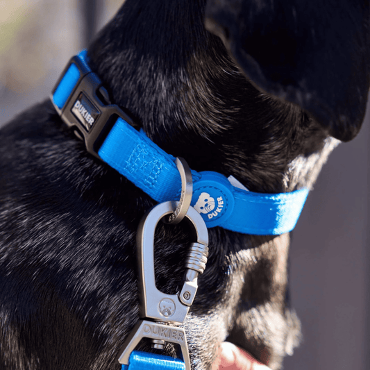 DUKIER Collar Blue M para perros