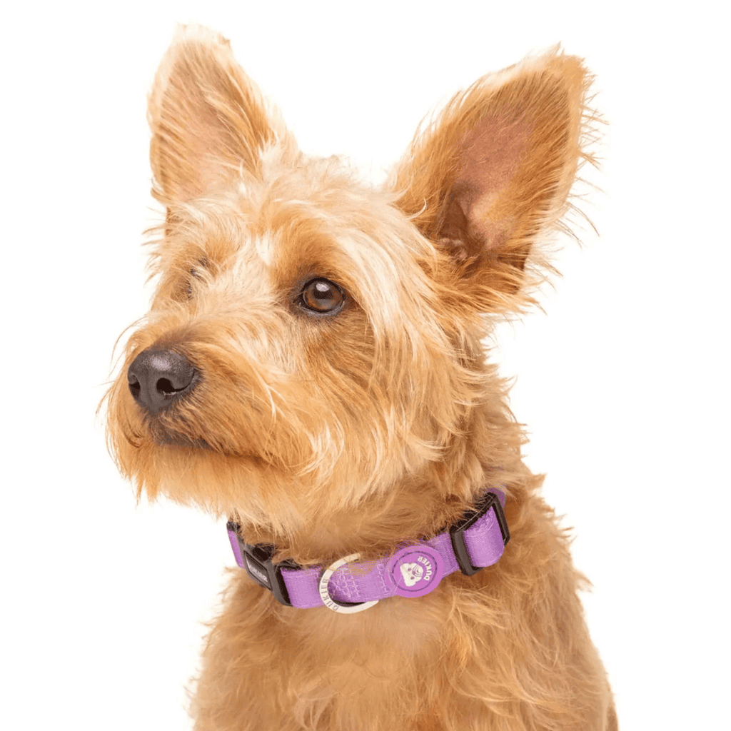DUKIER Collar Purple S para perros