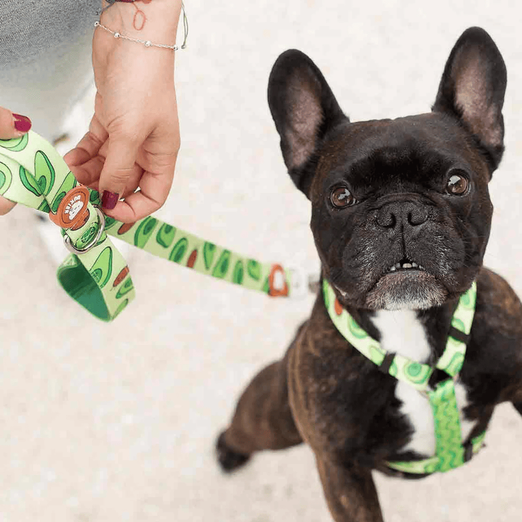 DUKIER Correa Avocado para perros