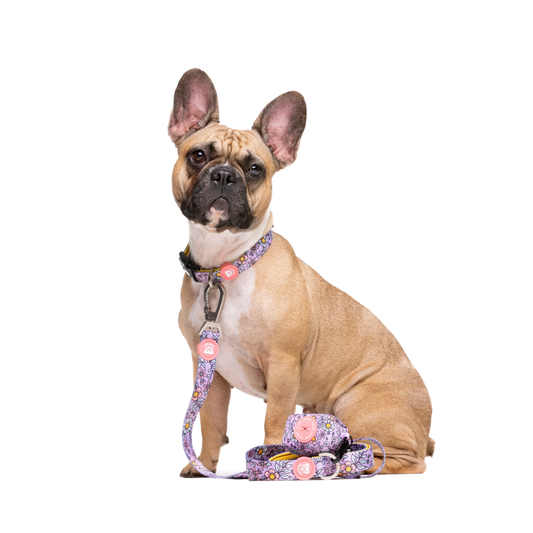 DUKIER Correa Flower Power para perros