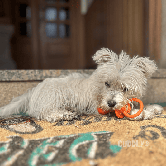 FLAMINGO Chupete Goma para perros