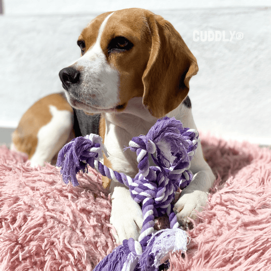 FLAMINGO Pulpo Cuerda Algodón para perros