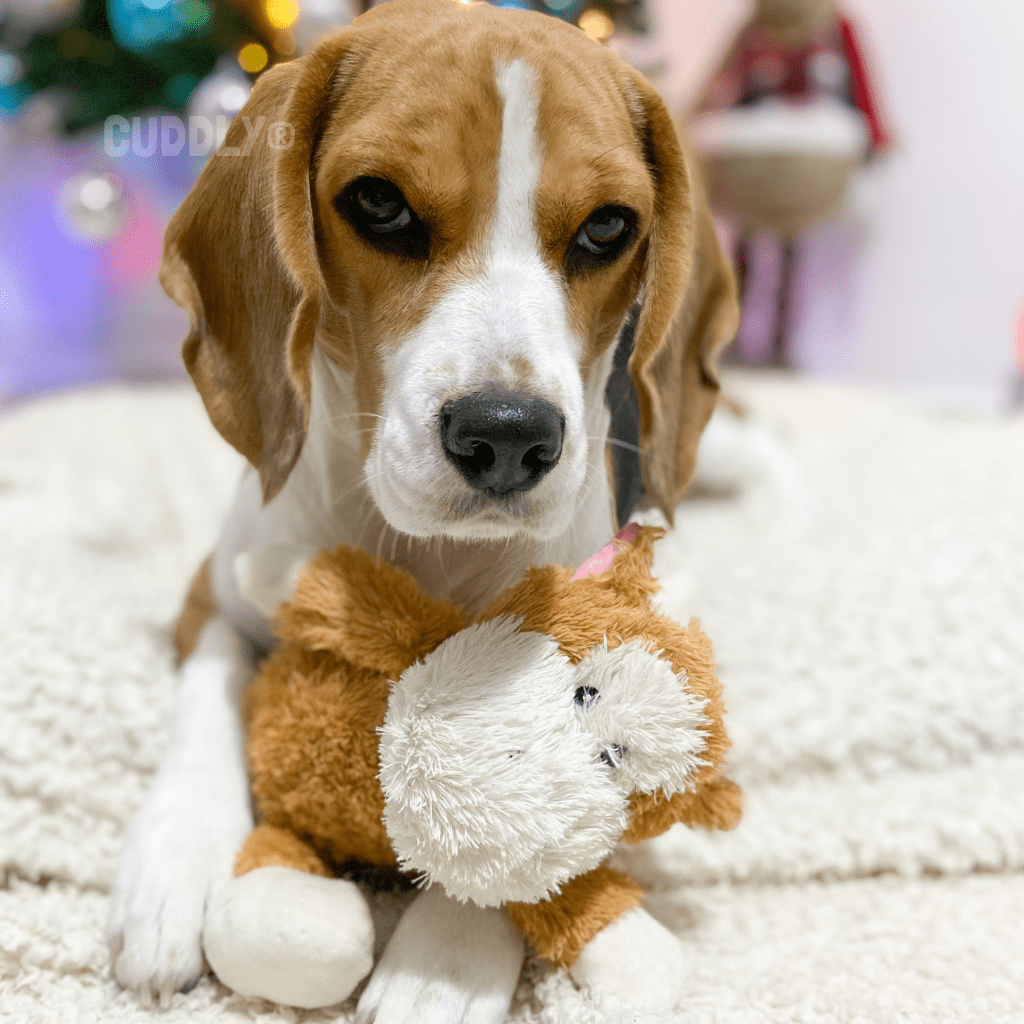 GLORIA Banjo peluche para perros