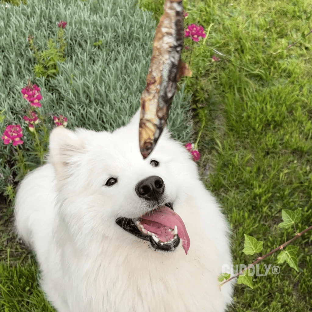 GLORIA Boquerones Deshidratados 70 g para perros