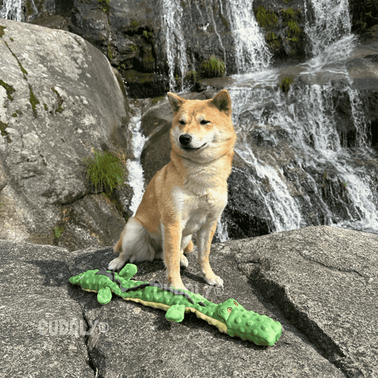 GLORIA Cocodrilo Dogmonster para perros