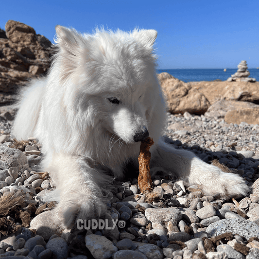 GLORIA Cuello de Pato granel para perros