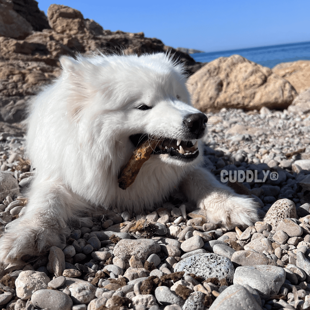 GLORIA Cuello de Pato granel para perros