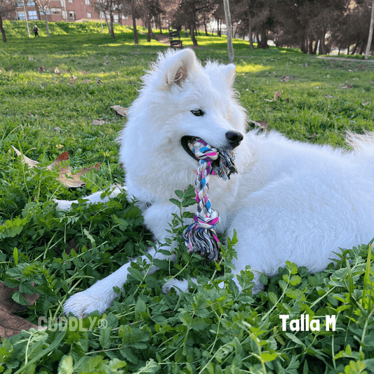 GLORIA Juguete Cuerda Algodón para perros