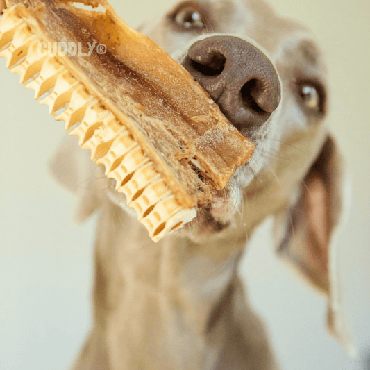 GLORIA Espinada de Pescado 150 g para perros