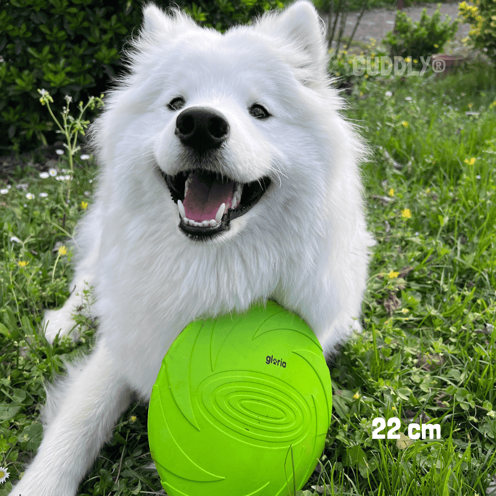 GLORIA Frisbee para perros