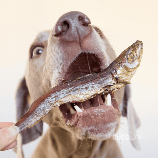 GLORIA Lirios 70 g para perros