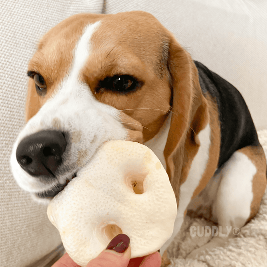 GLORIA Morro de Cerdo granel para perros