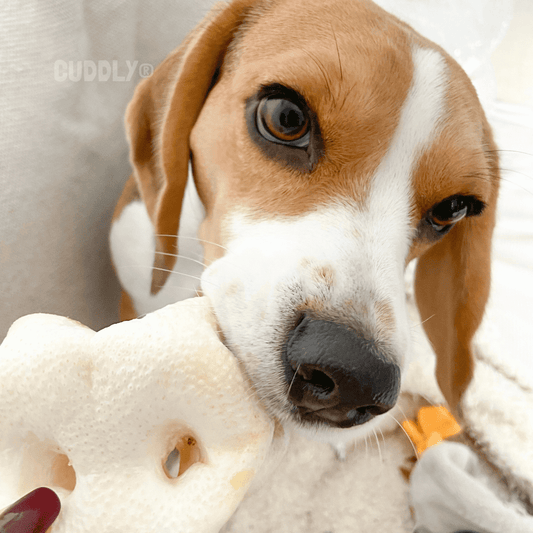 Cerdo Box (Snacks) para perros