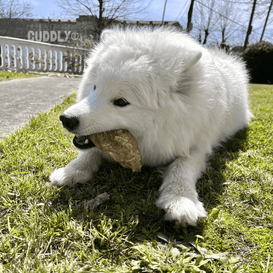 Cordero Box (Snacks) para perros