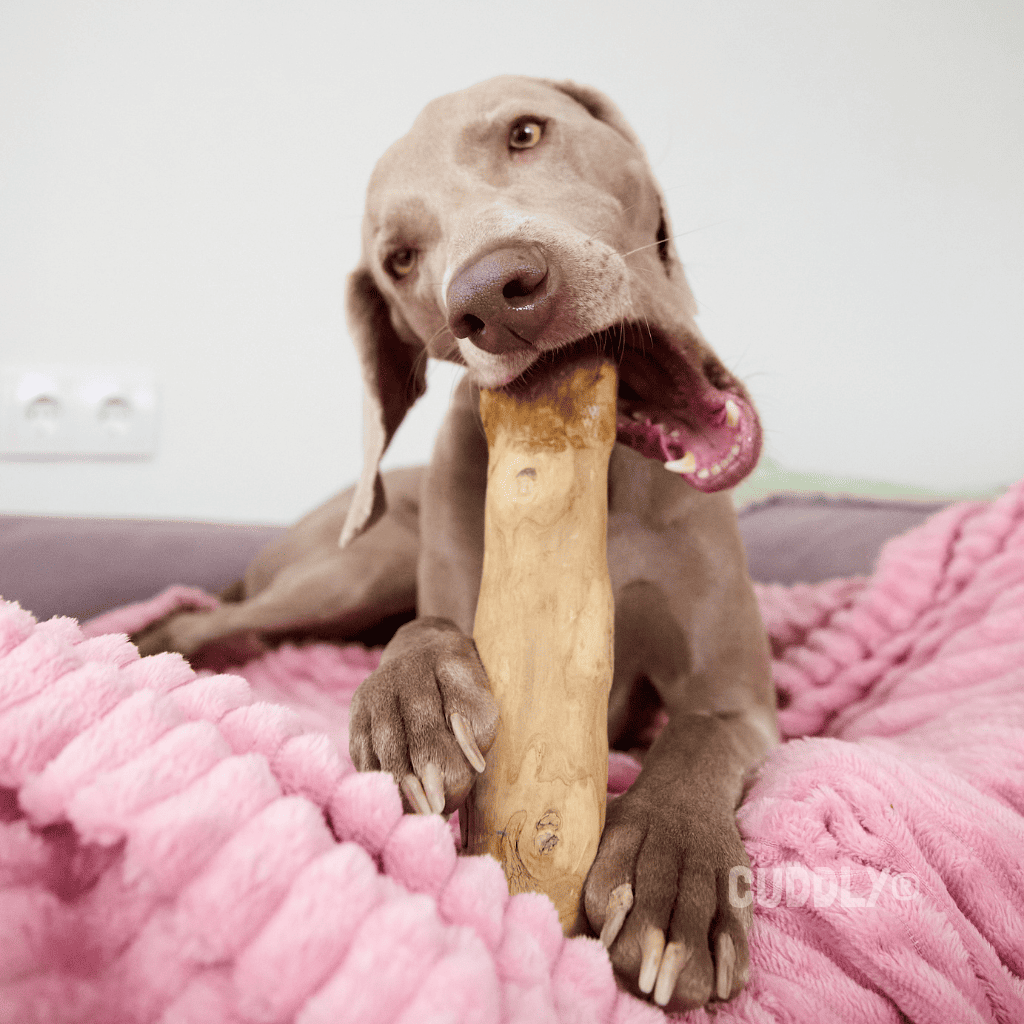 GLORIA Mordedor Natural Madera de Café para perros