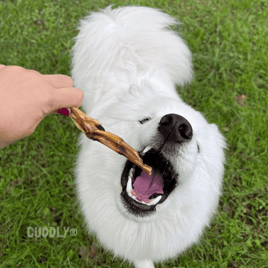 GLORIA Patas Pato Bolsa 5 ud para perros