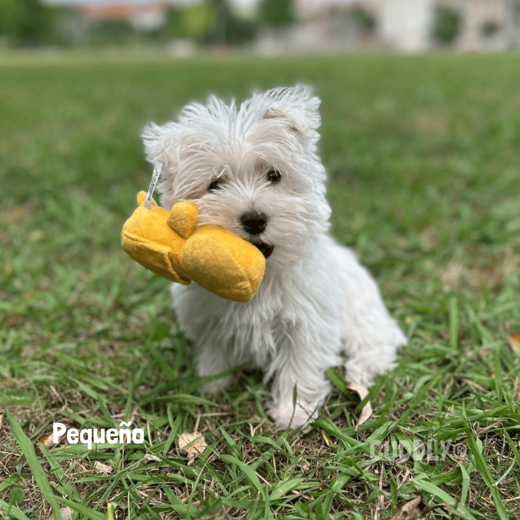 GLORIA Pato Enyi Peluche Olfativo