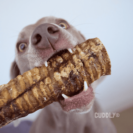 GLORIA Tráquea de Ternera granel XL para perros