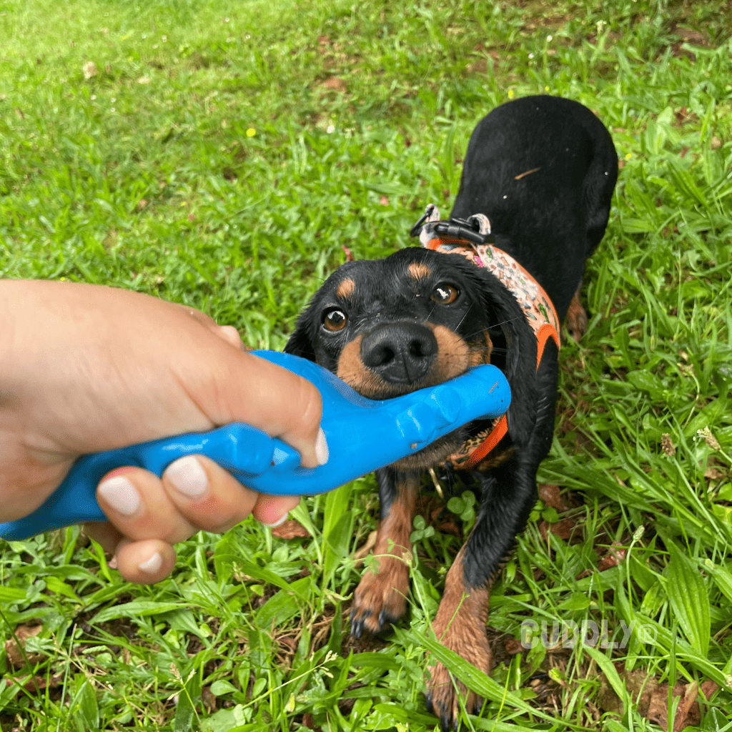 KARLIE Lagarto Látex para perros