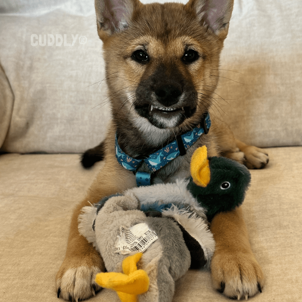 KARLIE Flatinos Pato sin relleno para perros