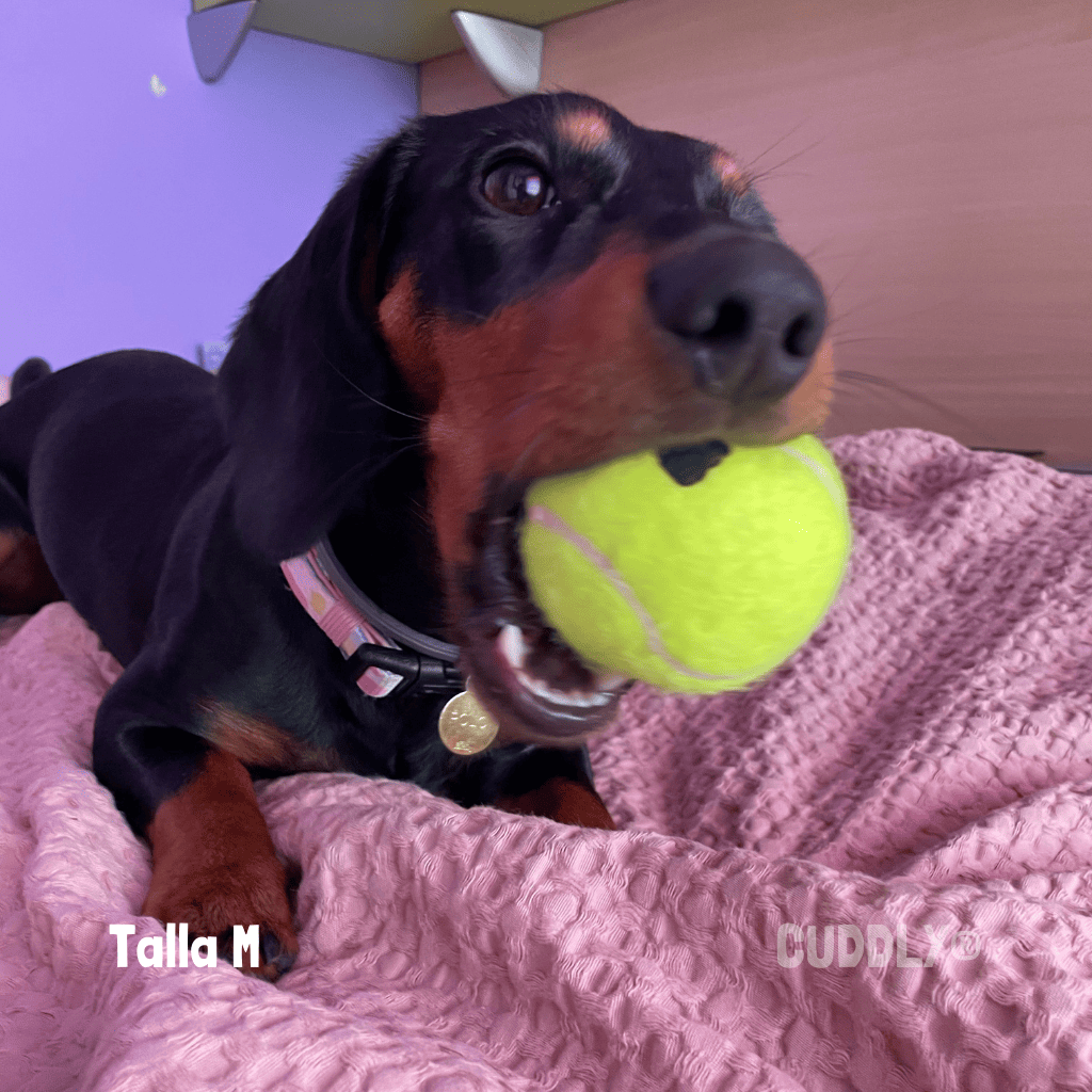 KONG SqueakAir Pelota con Sonido