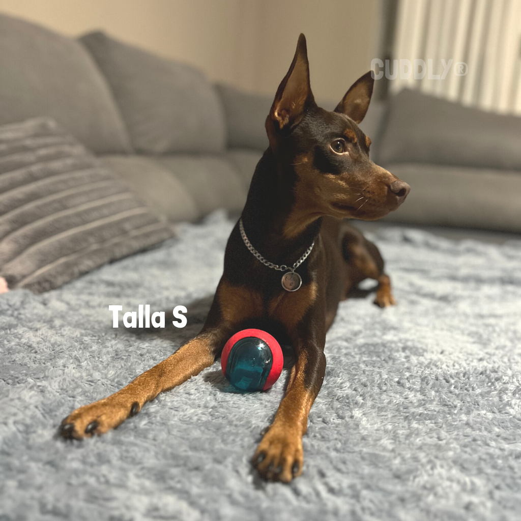 KONG Pelota Squeezz Action para perros