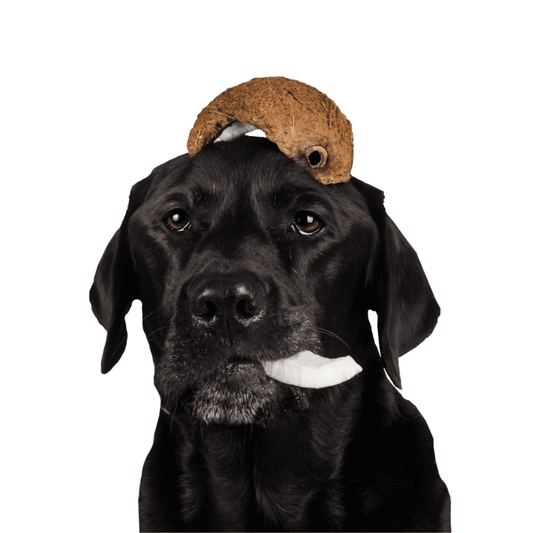 TIPPY TAPS Coco 100 g para perros