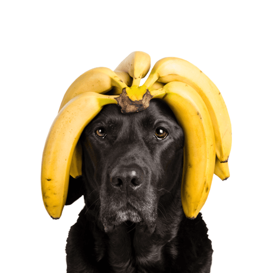 TIPPY TAPS Plátano 100 g para perros