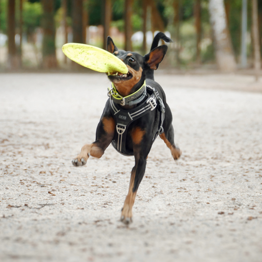 TRIXIE Disco TPR para perros